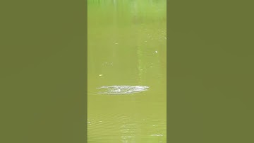 CÁCH NHẬN BIẾT CÁ LÓC THỞ #caucaloc #snakeheadfishing #câucálóc #hva #huynhvananfishing