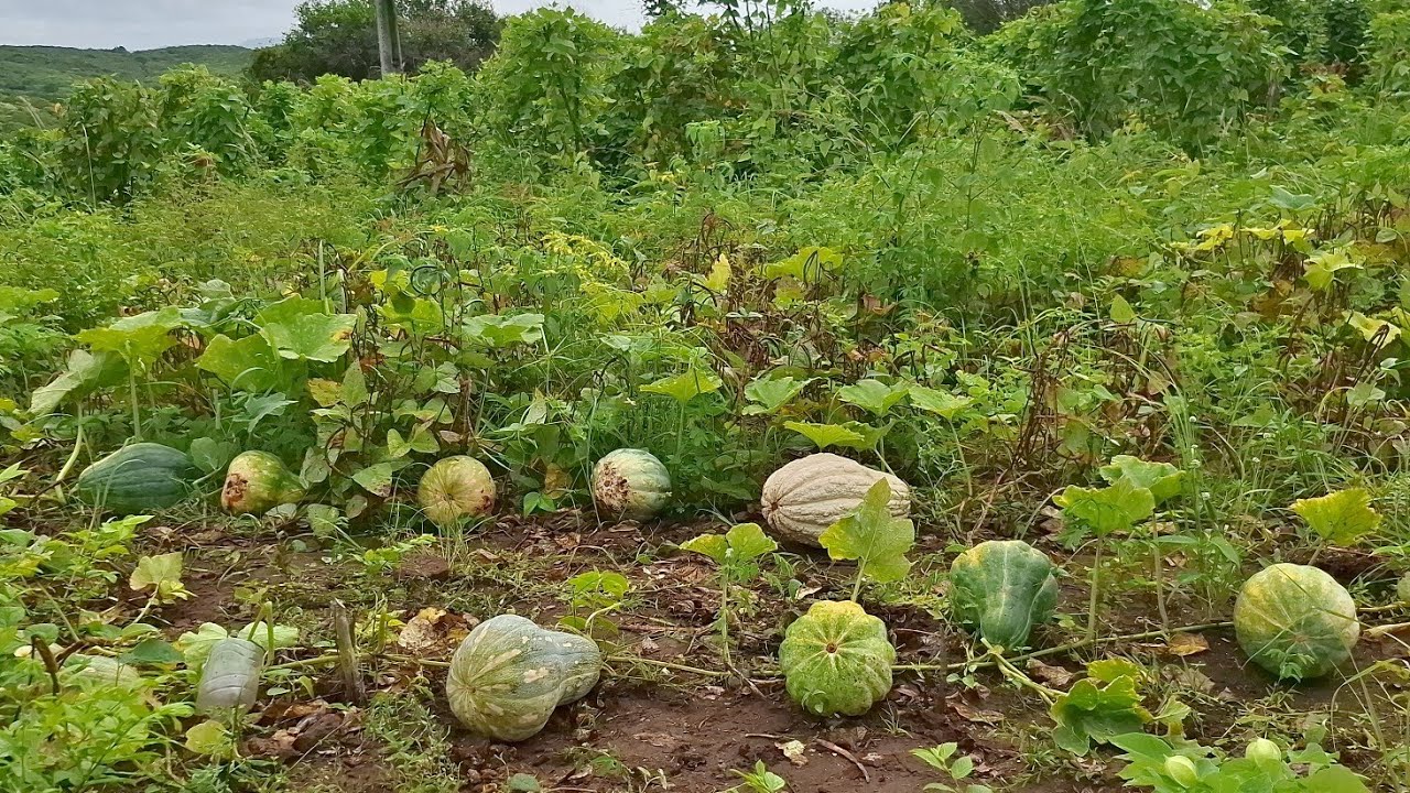 Plantio de abóbora da dinheiro?! Um lucro incrível nessa roça no agreste Paraibano 