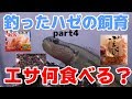70以上 マハゼ 飼育 331533-マハゼ 飼育 エサ