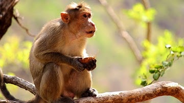 Wild Animals Cinematic Transitions Slide Show I Wild Life Photography I After Effects CS6 2020