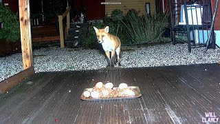 Mum cuthbert poorly fox