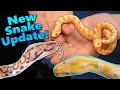 Update on the Snakes we got in 2019!