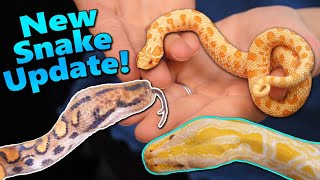 Update on the Snakes we got in 2019!