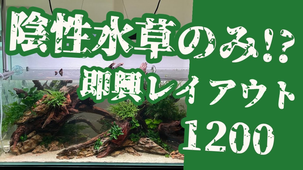 置くだけ陰性水草レイアウト！高級流木XLLサイズ!無農薬 陰性水草だけで作成する。長期維持 即興1200レイアウト水草水槽