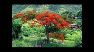 Download lagu Bunga Flamboyan Sundari Soekotjo