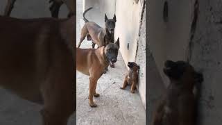 Belgian Malinois puppy fighting back