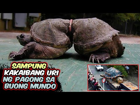 Video: Ang pinakamalaking pagong sa mundo - ano ito?