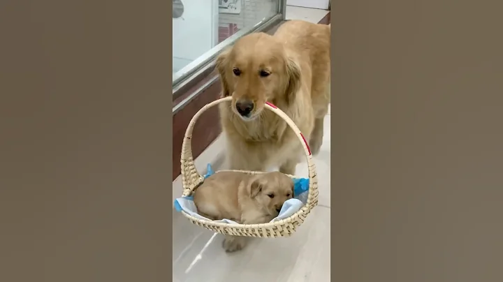 Here’s why you need a Golden retriever in your life 💛🐶