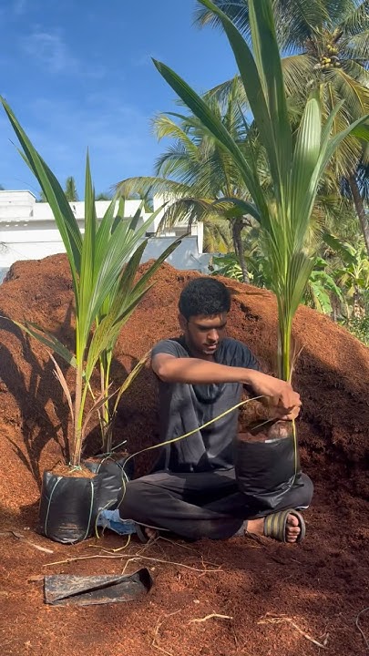 How Do We Pack Coconut Tree In Telugu 7904059789 Hybrid Coconut Tree how-do-we-pack-coconut-tree-in-telugu-7904059789-hybrid-coconut-tree