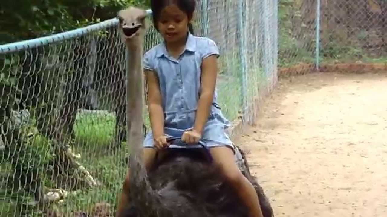 Ostrich Riding - YouTube