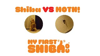 Shiba Inu vs. MOTH! by My First Shiba 268 views 3 years ago 1 minute, 12 seconds