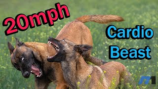 Top Level Fitness by Modern Malinois 50,174 views 1 year ago 5 minutes, 56 seconds