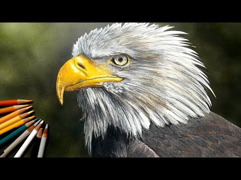 色鉛筆で鷲を描いてみた Realistic Colored Pencil Drawing Of An Eagle Youtube