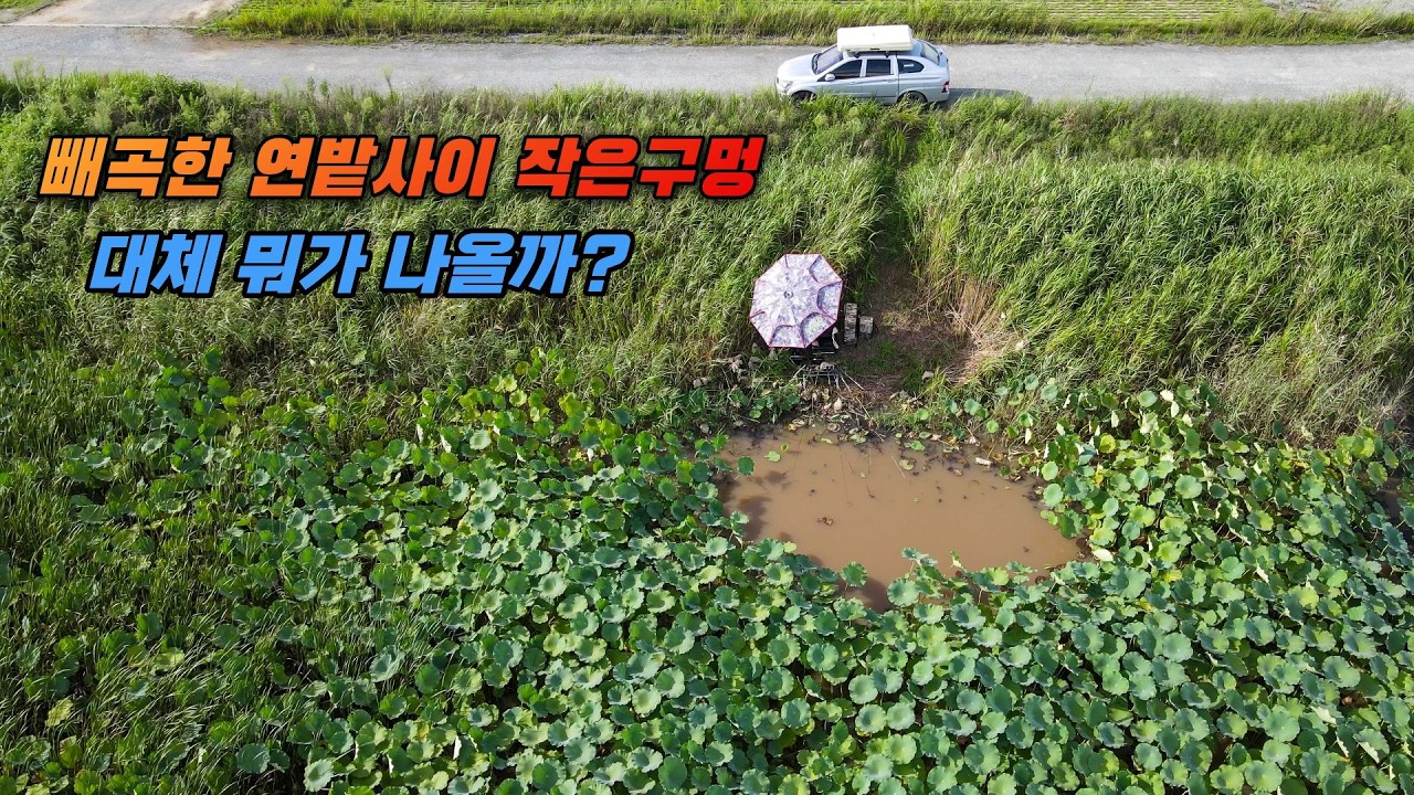 꾼이라면 절대 지나칠 수 없는 빼곡한 연밭사이 작은구멍 포인트 분위기 죽인다