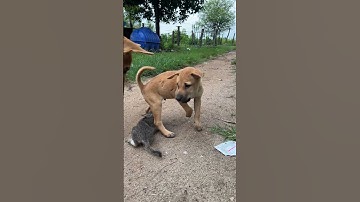 dog and puppy attacks kittens 🐶🐱#dog #cat #puppy #kitten #animals #doglover#catlover