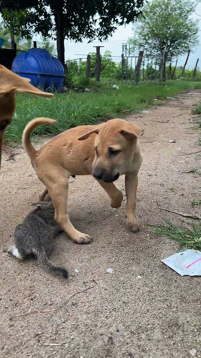 dog and puppy attacks kittens 🐶🐱#dog #cat #puppy #kitten #animals #doglover#catlover
