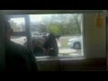 Cow Drives Thru McDonald S Cow Drives Thru McDonald S