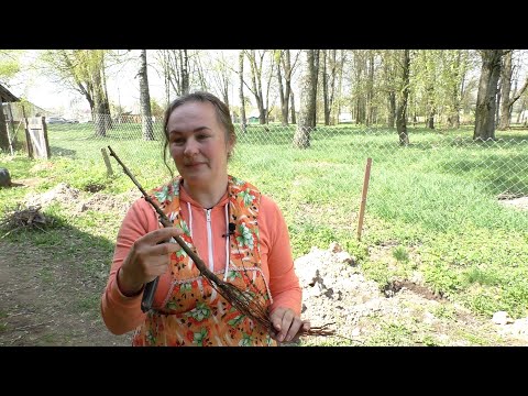 Посадка винограда. Глубина, сроки и др.