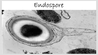 Endospore | Structure of Endospore | (Part 1 : introduction)