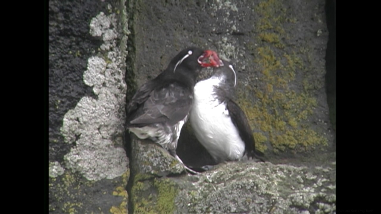 ウミオウム 1 繁殖地 セントポール島ほか Parakeet Auklet Wild Bird 野鳥 動画図鑑 Youtube