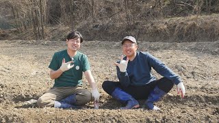 신농사직설5화 감자수확