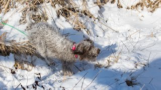 Which Dog Breed is Right for You: Wirehaired Pointing Griffon vs Spinone Italiano