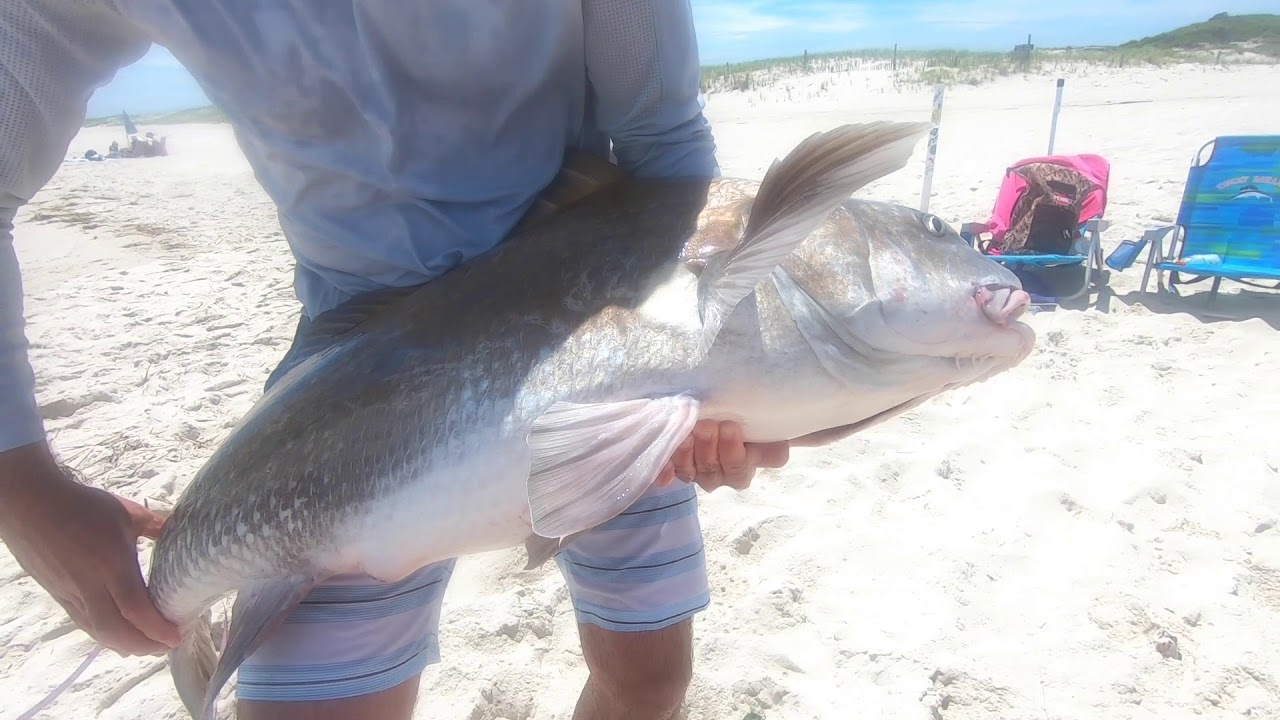 Surf Fishing for Drum on Island Beach State Park, NJ YouTube