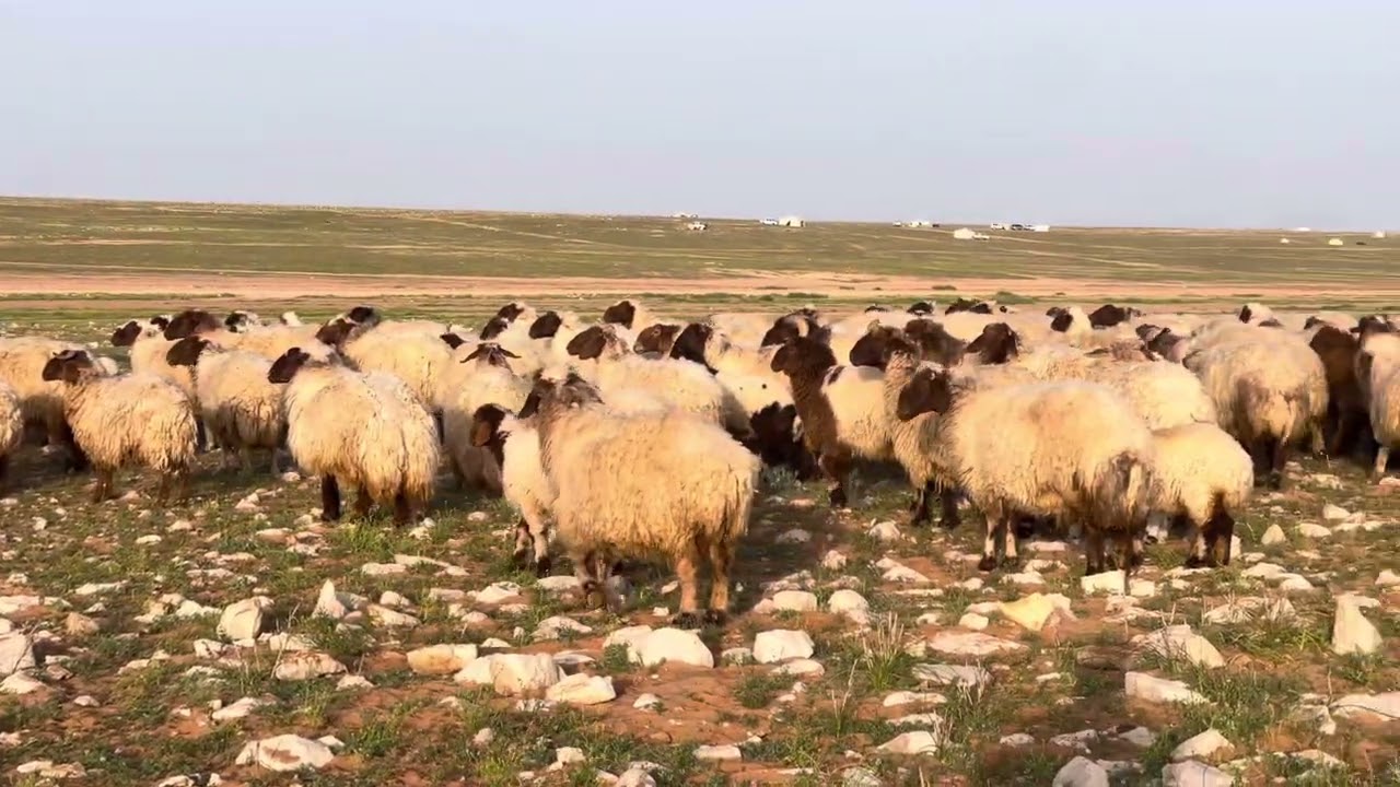 عرعر  ١٤٤٥/٩/٢٣