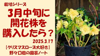 クリスマスローズA③ 2025年開花実績株 2025クリスマスローズ｢A｣花通販 | Kanekyu金久は、大阪の泉佐野
