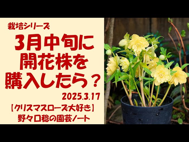 クリスマスローズA② 2025年開花実績株 クリスマスローズA② 2025年開花実績株