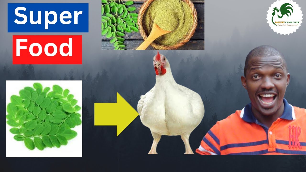How to Use Moringa Leaf For Chicken Weight Gain Alternative feed