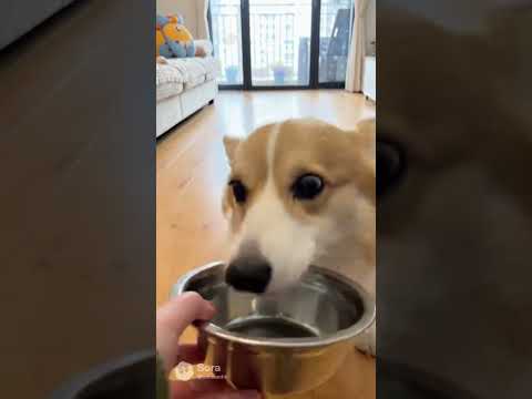 【GAGREN玩AI】 最幸福就是看到家中的小伙伴