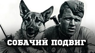 «Собачий бой»: как 150 псов «РАЗОРВАЛИ» два немецких батальона «Собачий бой»: как 150 псов «РАЗОРВАЛИ» два немецких батальона