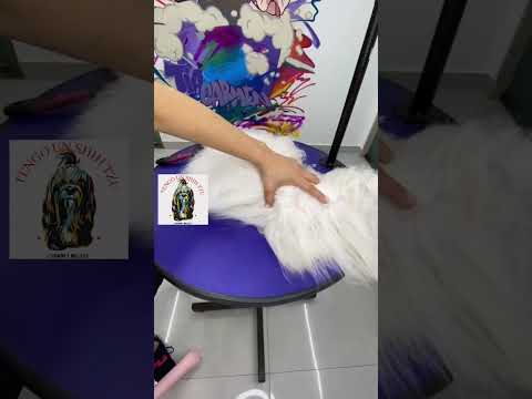 Video: 10 cosas que debe saber antes de que un Lhasa Apso lo adopte