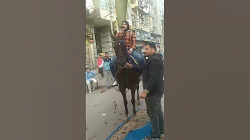 فريق نجوم الدقهليه الريس حسن عبد الفتاح 01005407647 المزمار البلدي والخيال العربي 01027243944 