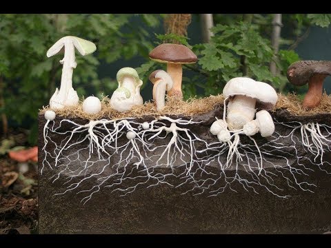Про жизнь грибов мультфильм