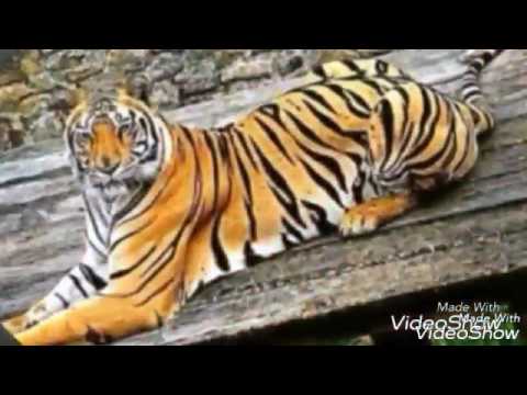 Nasib Harimau Menerkam Anak Tk Jatim Park Gambar