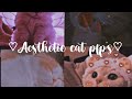 Aesthetic cat pfpcute cat pfp
