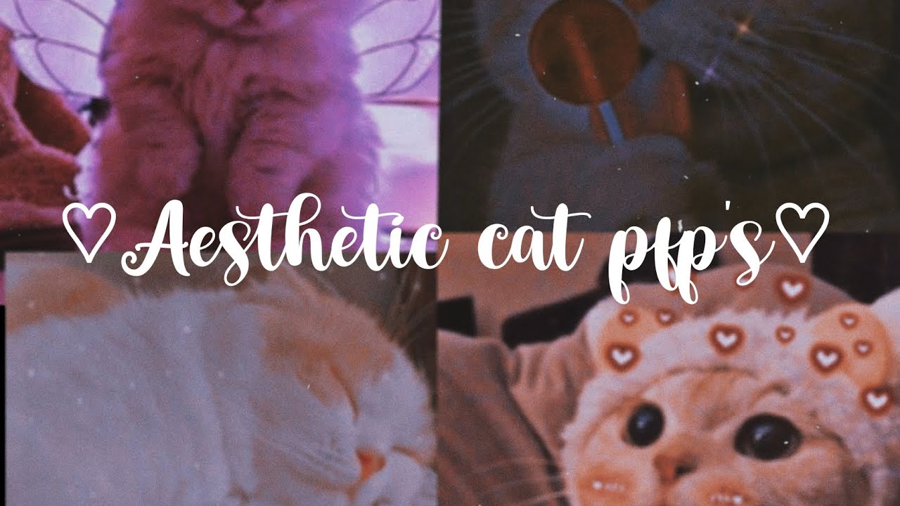 Aesthetic cat pfp🐈🤍/Cute cat pfp🤍 