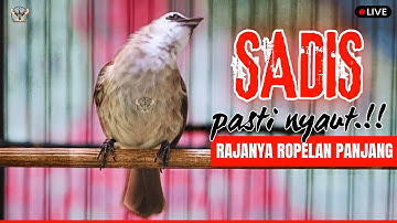 🔴TRUCUKAN GACOR ROPEL PANJANG | PACINGAN / MASTERAN TRUCUKAN AGAR BUNYI GACOR SEPANJANG HARI