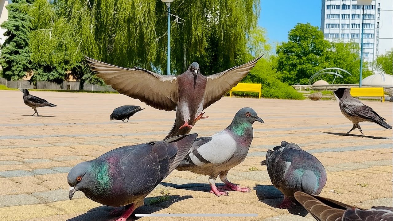 Bird Feeding | Pigeons, Crows & Funny Moments ASMR