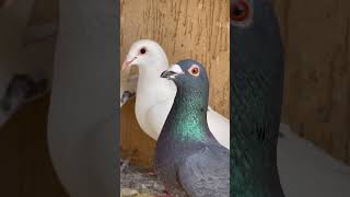 Black And White Pigeons