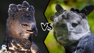 CROWNED EAGLE VS HARPY EAGLE - Which is The Strongest?