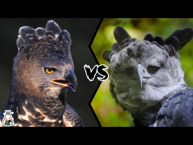 African Crowned Eagle vs Harpy Eagle: See Who Wins