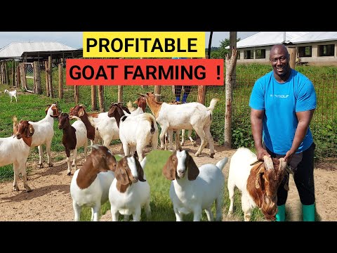 How To Make MONEY Raising GOATS | Easy And Simple 2022