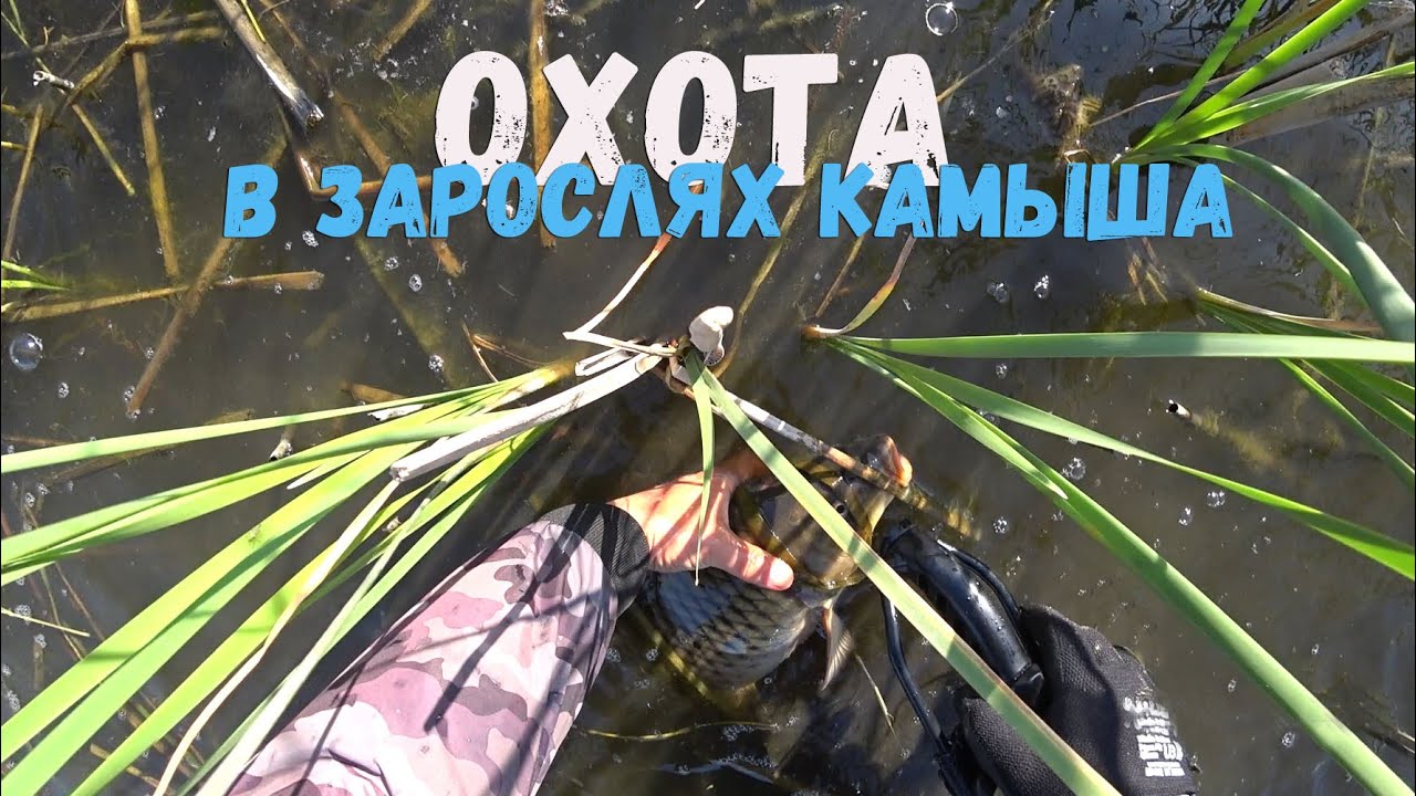 Ловля сазана на оке
