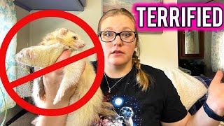 United States Banning Ferrets ??? HELP!