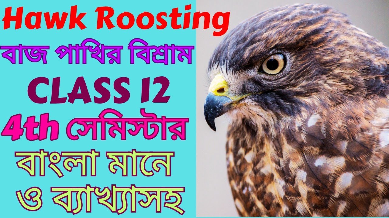hawk-roosting-by-ted-hughes-in-bengali-hawk-roosting-class-12-bengali