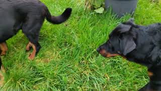 2 beaucerons et une pomme de pins