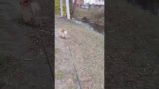 Утренняя прогулка